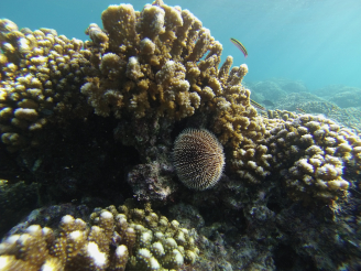 Coral ecosystems, like these pictured off the coast of Mexico, will be hit hard as the oceans become more acidic (Photo courtesy: Christopher Harley, University of British Columbia).